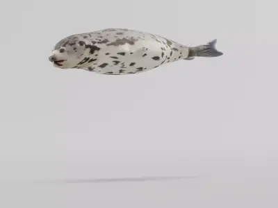 Harp Seal Low-poly 3D model