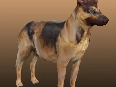 German Shepherd Rig 3D model