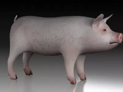 Pig wild Farm Teeth Eyes Trousers Dress Animals mammal animal 3D model