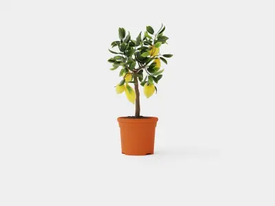 Citrus  Lemon stem Low-poly 3D model