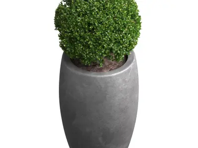 Decorative street bush Boxwood for a porch or a terrace Buxus 3D model