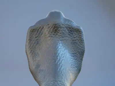 Cobra snake  3D model