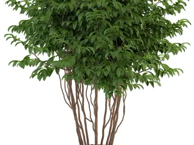 Plants collection 91 3D model