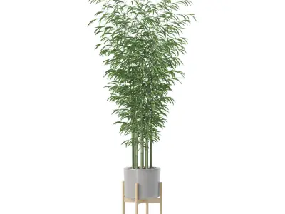 Bamboo in modern pot 3D model