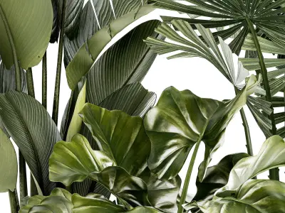 small plants white modern pots Strelitzia Licuala fan palm 1436 3D model