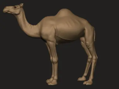 Camel Zbrush  3D model
