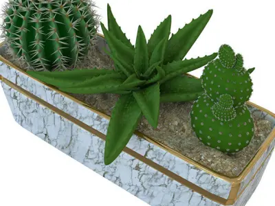  Small pot of cacti Free 3D model