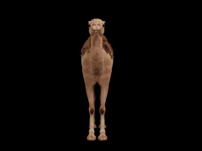 Dromedary camel Low-poly 3D model