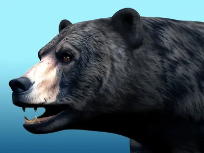 Black Bear Rig 3D model