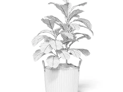 Fig Plant 3D Model in Wicker Basket 3D model