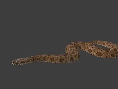 Russell Viper Animated VFX Grace 3D model