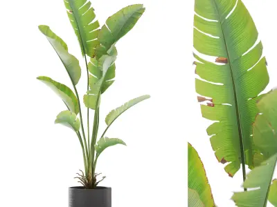 Plants collection vol 50