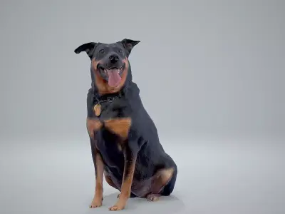 Sitting Dog Dog0001-HD2-P01-S 3D model