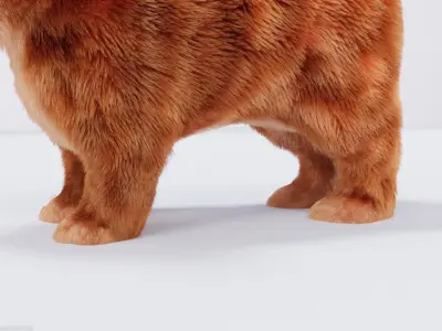 Hair Fur Cute Cat kitten No Rig Low-poly 3D model