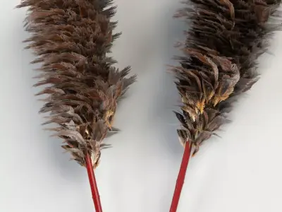 Feather Duster 3D model