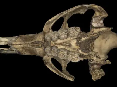 Coipo skull Southamerican otter 3D model