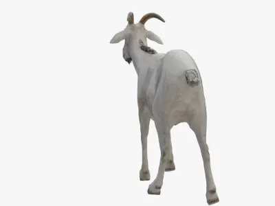 Lowpoly Goat Low-poly 3D model