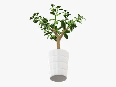 Crassula plant in flower pot 3D model