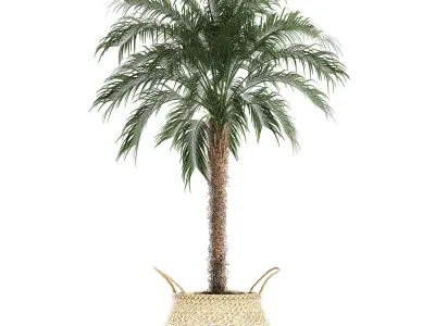 Decorative Phoenix roebelenii palm in a basket 618 3D model