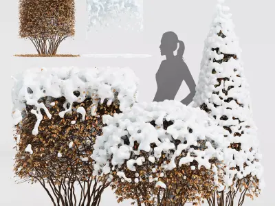 Dwarf Yaupon Holly Box Spherical Cone Winter Free 3D model