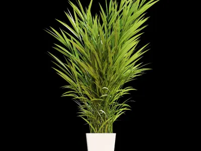 Palm tree in pot 3D model