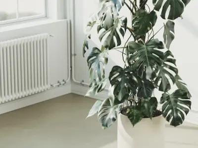 204cm Accurate high-poly Monstera Deliciosa in pot 3D model 3D model