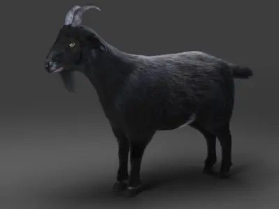 3D Fur Goat 05 NO Rigged in Blender Low-poly 3D model