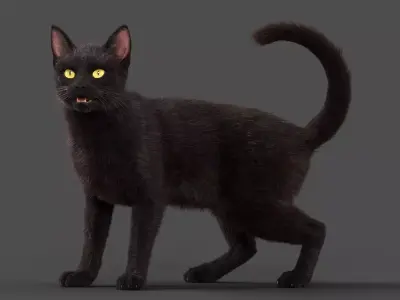 Black Cat Animation - VFX Grace 3D model