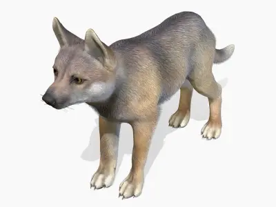 Wolf - Cub Low-poly 3D model