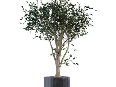 plant in vase set 898 3D model