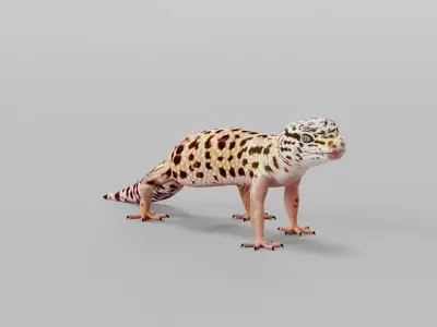 Leopard Gecko Low-poly 3D model
