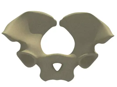 Torso of an Animal 3D model