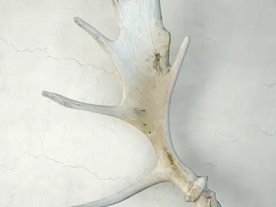 Naturally-Shed Moose Antlers 3D model