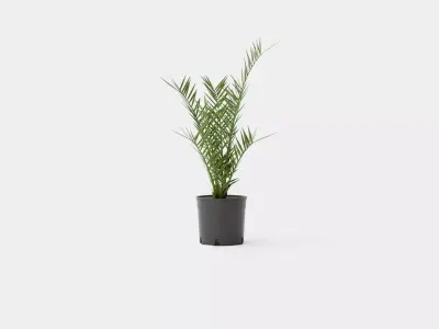 Phoenix canariensis Low-poly 3D model