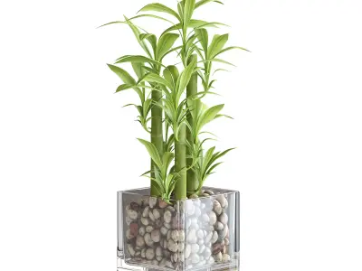 Bamboo Plant 3D model