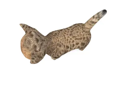 Wild  Cute cartoon Cat Rigged 3D  Low-poly 3D model