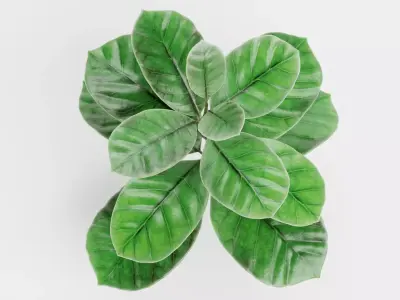 -Arabica Coffee Plant- 3D model