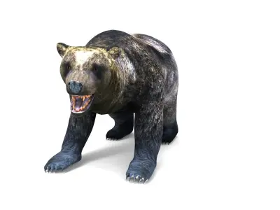 Black Bear Rigged 3D Models game Low-poly 3D model