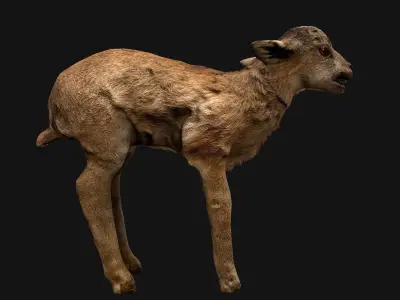 Fawn Deer Low-poly 3D model