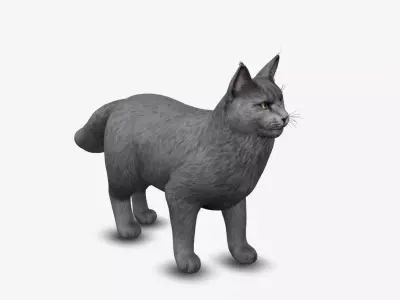 cat Mainecoon 3D model