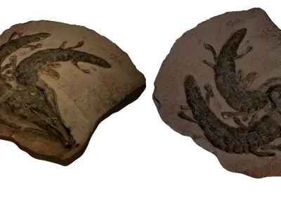 Realistic Crocodile Fossil 3D model