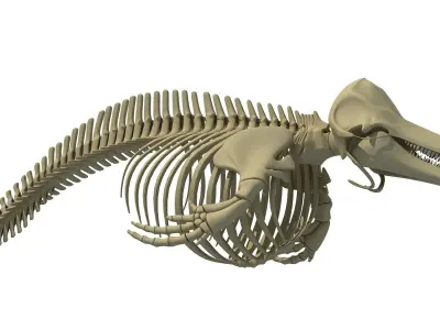 Realistic Dolphin Skeleton 3D model