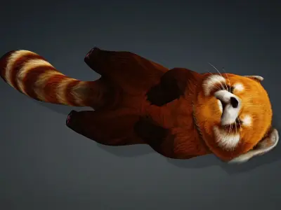 Red Panda-A1 3D model