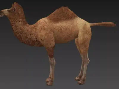 camel Low-poly 3D model
