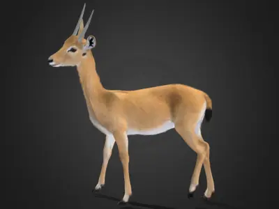 Oribi Antelope Realistic  3D model