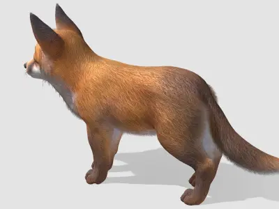 Fox - Cub Low-poly 3D model