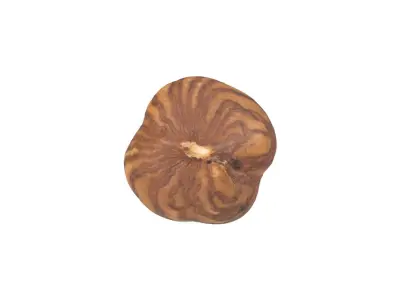 Photorealistic Hazelnut Kernel 3D Scan 2 3D model