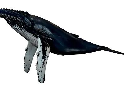 Humpback Whale -  Megaptera novaeangliae 3D model