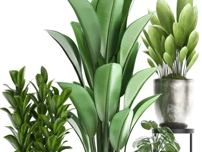 Collection Exotic plants 361 3D model