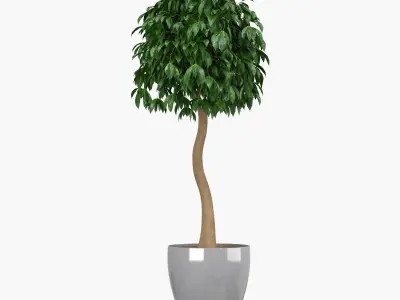 Ficus benjamina 3D model